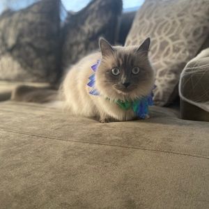 Meet your Posher, Cadence